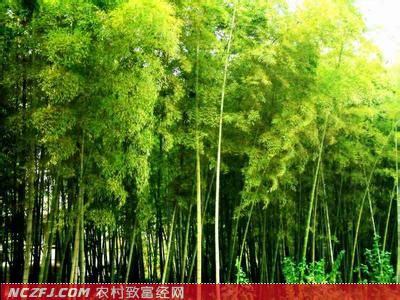 苦竹笋的种植和竹林培育方法