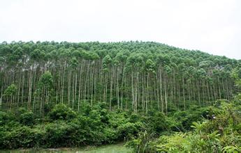 桉树培育技术