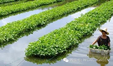 铜梁:鱼菜共生池塘生态养殖种绿色蔬菜