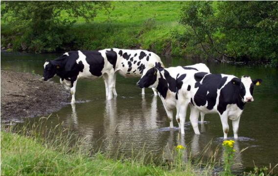 影响奶牛产奶量的因素 提高奶牛产奶量的饲养方法