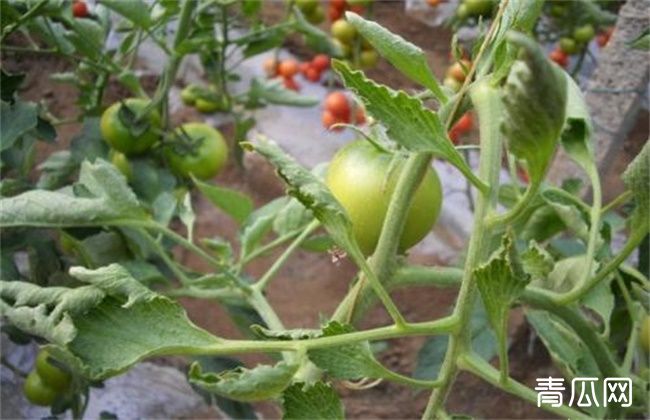 如果氮肥施用过多的话,那么容易导致番茄出现肥害,从而造成小叶翻转