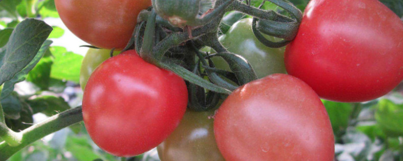 种的西红柿为什么会烂