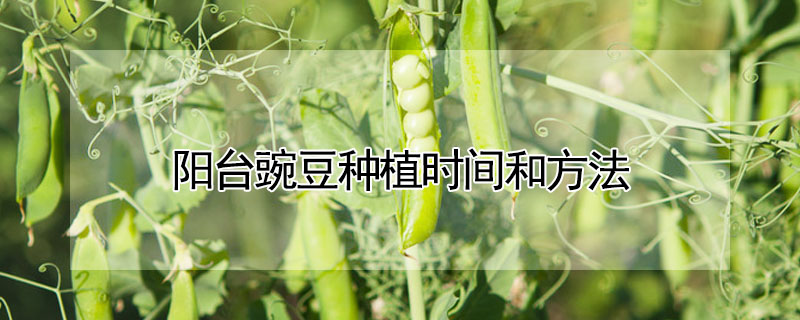 阳台豌豆种植时间和方法