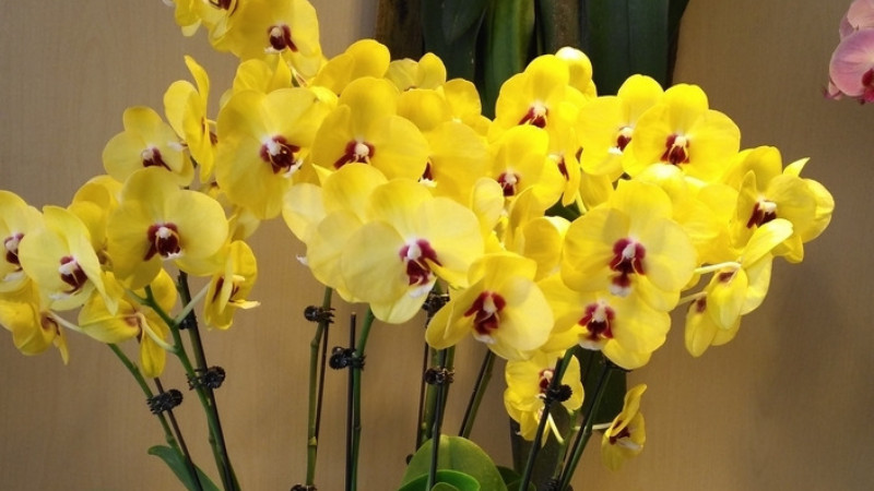 它的品种有上百个,有一种开黄色花叫做"天皇"的蝴蝶兰品种最为名贵