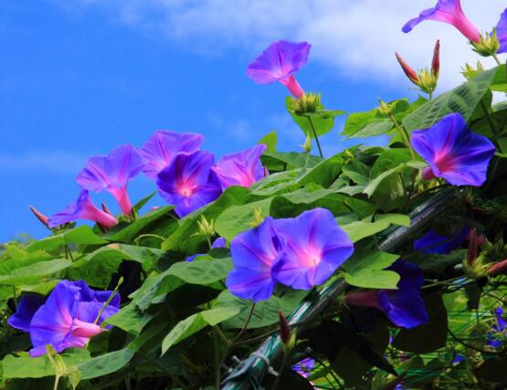 牵牛花怎么养牵牛花养殖方法