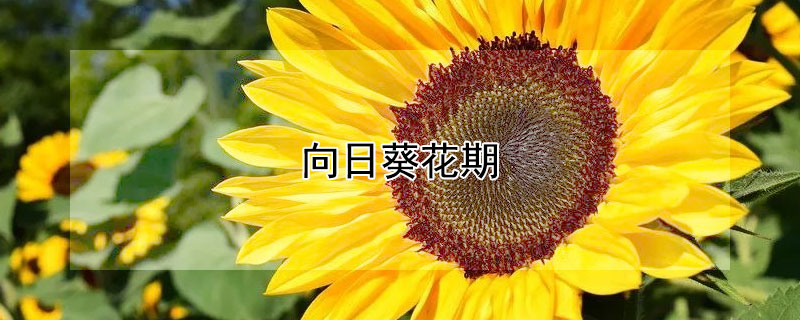 向日葵开花时间