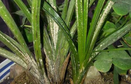 1,炭疽病这是兰花最为常见的一种病害,在发病的初期会导致植物出现