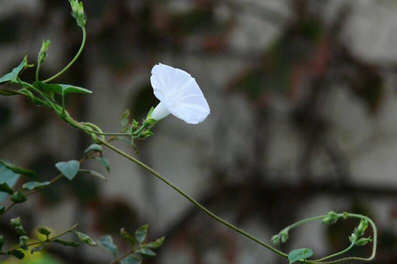 夕颜花是牵牛花吗不是夕颜花是一种比较凄凉的花朵