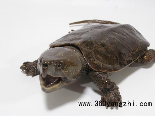 鹰嘴龟幼龟和成龟的饲养管理技术