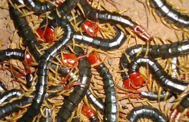 蜈蚣怎么养蜈蚣养殖技术