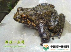 石蛙腐皮病的发生及防治