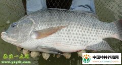 罗非鱼达人：调整混养品种增加鱼塘效益