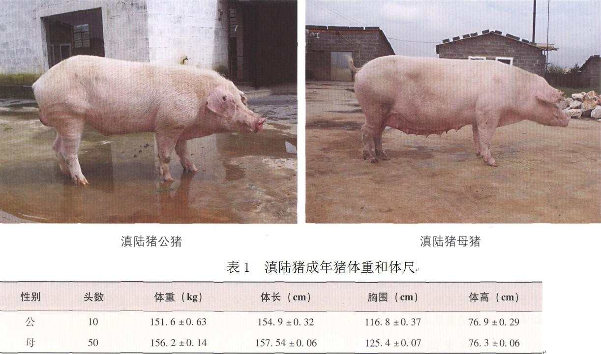 滇陆猪 - 猪的品种 - 农村致富