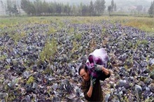 春栽紫甘蓝的病虫害防治的技术