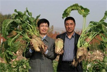 兴安盟农垦系统优化种植业结构推广甜菜种植