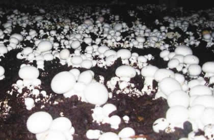 双孢蘑菇覆土材料制作及覆土方法