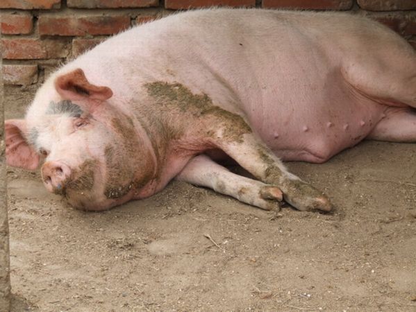 夏季哺乳母猪饲养管理注意做好这五点