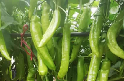 专家推荐！这个辣椒新品种产量高、抗病性强，亩产上万斤！