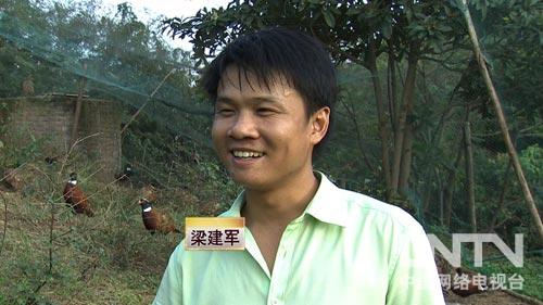 [致富经]梁建军养鸡：七彩山鸡养殖