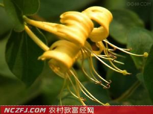 无公害规范化种植金银花栽培技术