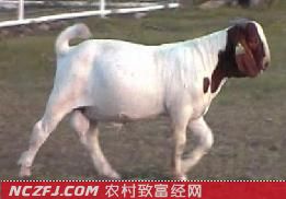 波尔山羊(Boer)