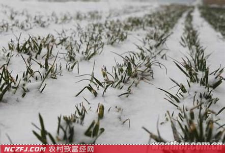 冬小麦种植技术　冬小麦苗期管理方法　[农广天地]