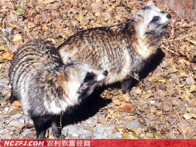 不大不小的貉子养殖好赚钱市场前景好　[每日农经]