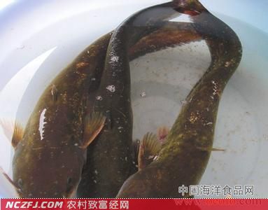 本地胡子鲶无公害养殖技术