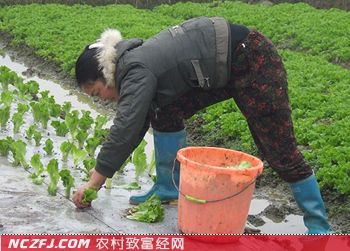 双流种起洋生菜 农户转行好生财