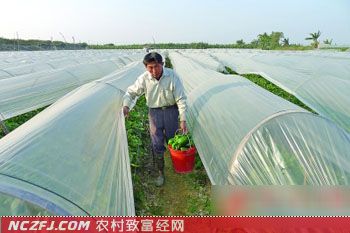 潮安农民种甜椒 住上洋楼还赶超