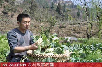 尹红种菜致富秘诀：少种前一年价格高的菜