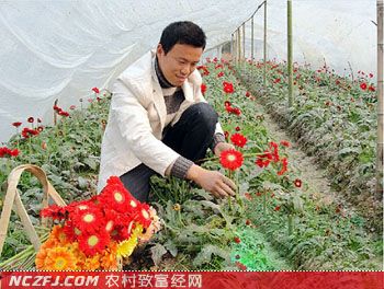 德安大学生孙林国种植大棚鲜切花致富