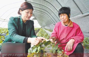 吕妙霞(左)指导村民种草莓