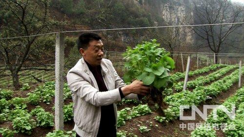 [致富经]任三军种植山葵特种蔬菜带来的财富