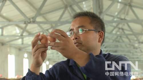[致富经]杨涛：不要高薪去养鸡赚千万财富