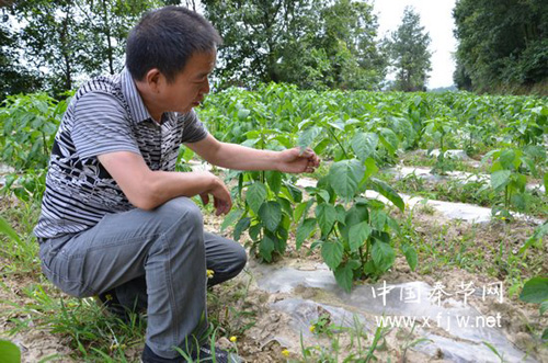 刘厚国种植白小辣椒越辣越赚钱