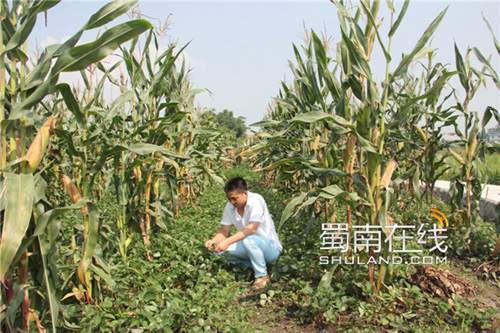 童军华：峨眉山市符泉村种出品牌符泉草莓