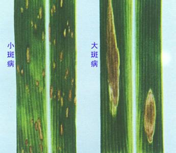 玉米大小斑病发生与防治[农广天地]