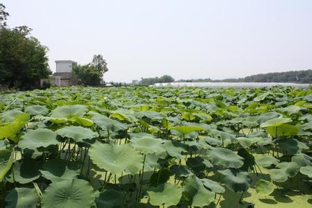 谭桂权流转土地种莲藕年入30万