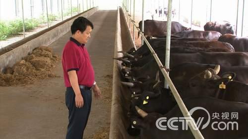 [致富经]王建球：花光千万家产养出10万元一头的牛