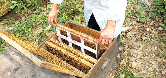 新疆黒蜂养殖技术[农广天地]