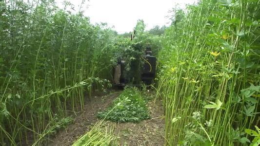 种植黄麻效益大精细加工前景广[每日农经]