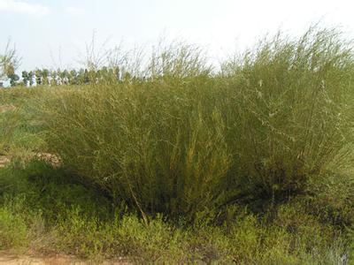 沙柳种植技术[农广天地]