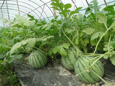 如何提高大棚种植西瓜的甜度[农广天地]