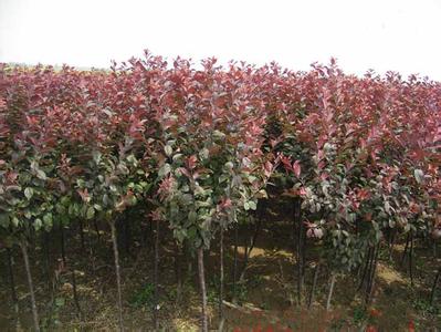 优良彩叶树种品种和种植技术[农广天地]