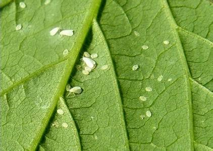 蔬菜种植防治温室白粉虱技术[农广天地]