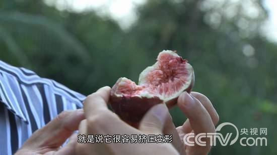 [致富经]郭阳斌：种植无花果把价格卖到50元一斤的秘密