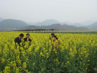 油菜种植科学施肥方法[致富早班车]