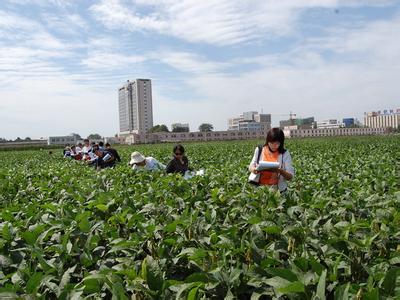 黄淮海夏大豆免耕覆秸精量播种技术[致富早班车]