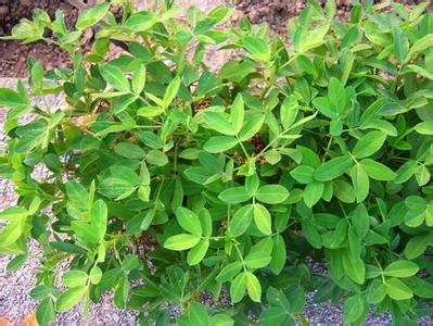 花生地膜覆盖标准化种植技术[致富早班车]